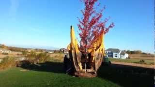 Spade Hole For Autumn Blaze Maple part 2.mp4