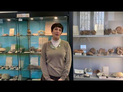 Visita Museo Ep.4:I fossili vegetali dell'Oltrepò