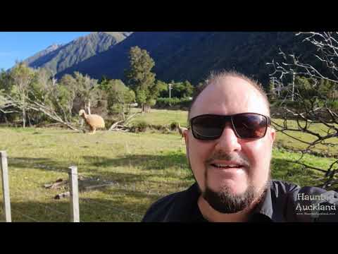 South Island Moa captured on film!