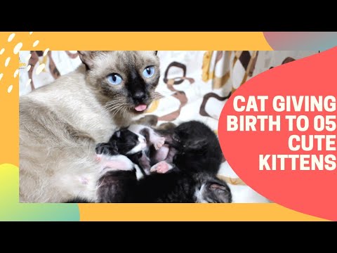 kittens drink milk, warm up in their mother, and sleep after they are full