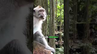 Monkey Forest in Ubud Bali 🐒 #shorts