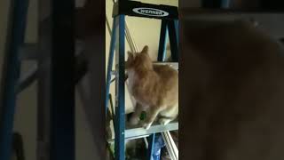 Poor Sissy! She just wanted to get on the bed! #cats #funnycats #catvideos