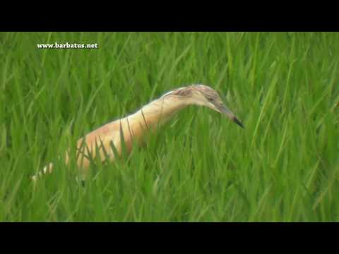 Garcilla cangrejera ( Ardeola ralloides ) Squacco Heron