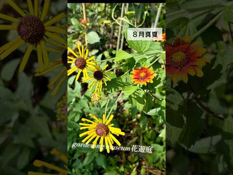 灼熱の太陽に庭の花を交互に植えるにはどうすればよいですか？ 5つの乾燥に強い植物  庭園