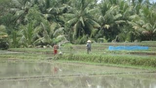 preview picture of video 'UBUD, BALI, Indonesia ARROZALES'