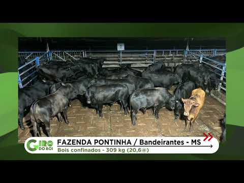 FAZENDA EM BANDEIRANTES (MS) SE DESTACA COM BOIADA DE QUASE 21@