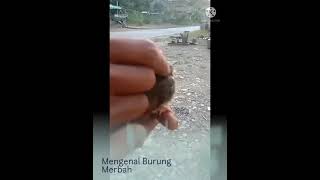 Download lagu ANAKAN BURUNG MERBAH JANTAN mp3