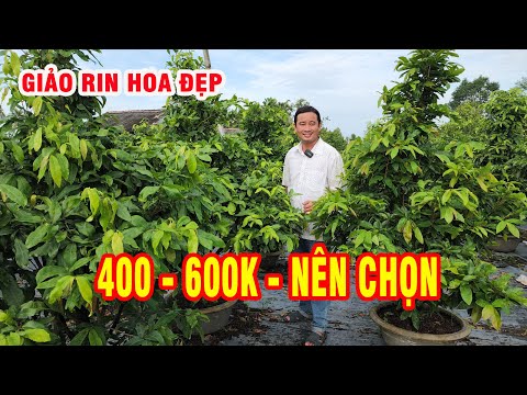 📞 THUẤN 0909172073 GL MAI GIẢO RIN HOA ĐẸP 400 - 600K NÊN CHỌN 25/06/2023 | Bến Tre Ơi