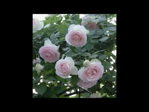 From my garden 2021 vol. 4