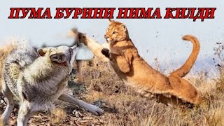 Пума Бурини Нима Килди? Пумалар хакида #пума_vs_бури #hammaga_qiziq