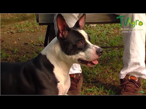 Tratamiento para un Perro con Moquillo - TvAgro por Juan Gonzalo Angel