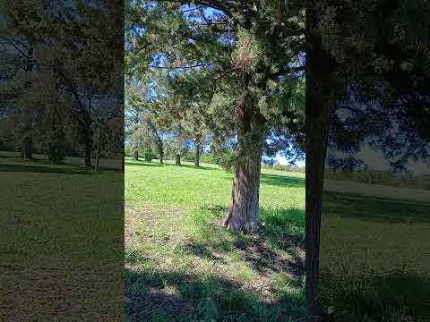 Colonia Celina. Dto. Parana. Entre Rios. 1