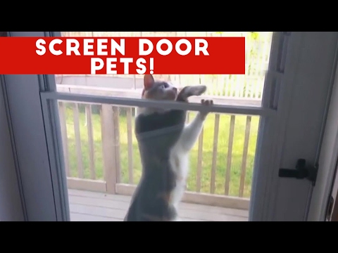 Funniest Pets React To Screen Door Video Compilation February 2017 | Funny Pet Videos