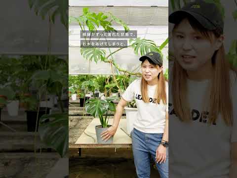 休暇中に植物に水をやるにはどうすればよいですか? 3 つの簡単な解決策 + 1 つの珍しいヒント!  庭園