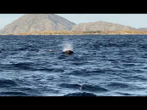 Grindkvaler i Florø 2020