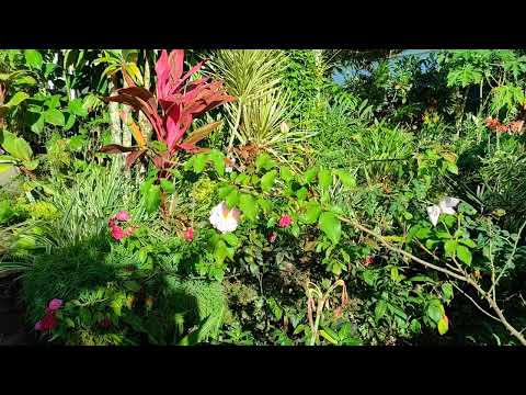 #4 VARIOUS PLANTS FROM MY MOTHERS GARDEN4