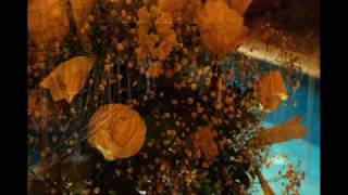 Fotos Casamento Nelson e Sindy (Jan.2009)