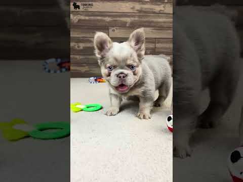Video 5