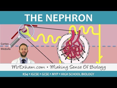 The Nephron - Ultrafiltration and Selective Reabsorption - GCSE Biology (9-1)