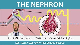 The Nephron - Ultrafiltration and Selective Reabsorption - GCSE Biology (9-1)