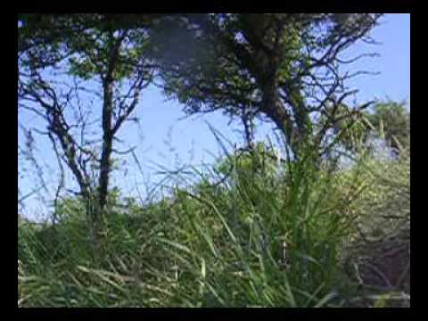 Kruder & Dorfmeister Earl Grey The Lick