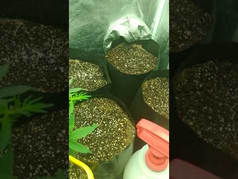 Unpackaging Supreme Seeds. Not happy. Also checkup on Buddha Kush Auto one week review