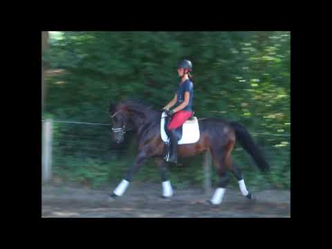 DALINA 6j. Old. St. v. Dr. Doolittle - Ruiz Soler VB 8.500,- Euro