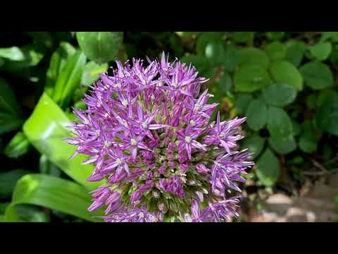 image : Samedi au jardin : Pont Ste Maxence (Oise)