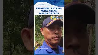 Gelombang Serangan Ribuan Ulat Bulu Teror Permukiman Warga di Cirebon, Pohon Jati Diduga jadi Pemicu