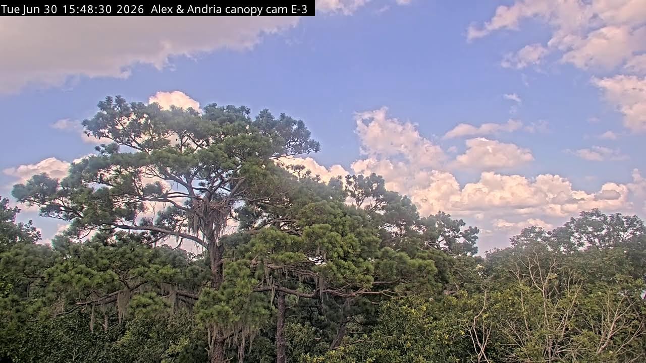 Live webcam view of Nido de Águila Calva en Pino Loblolly