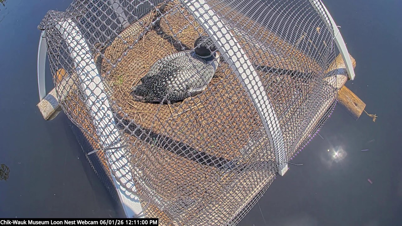 Chik-Wauk Museum Loon Nest Cam