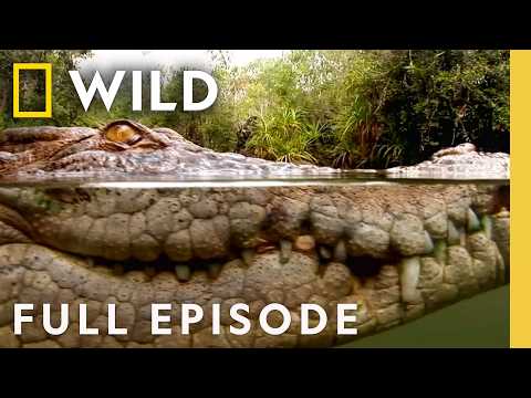 Die Hard (Full Episode) | World's Deadliest Compilation | Nat Geo Animals