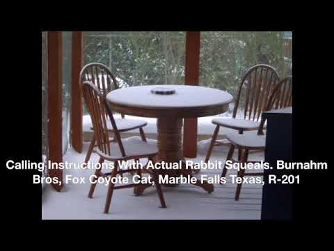 Calling Instructions With Actual Rabbit Squeals  Burnham Bros, Fox Coyote Cat, Marble Falls Texas, R