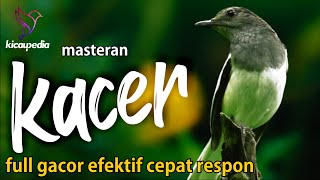 Download lagu Pancingan Masteran Kacer Gacor Ngeplong Efektif Untuk Terapi Kacer Stress Dan Macet Bunyi mp3