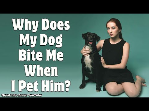 Why Does My Dog Bite Me When I Pet Him