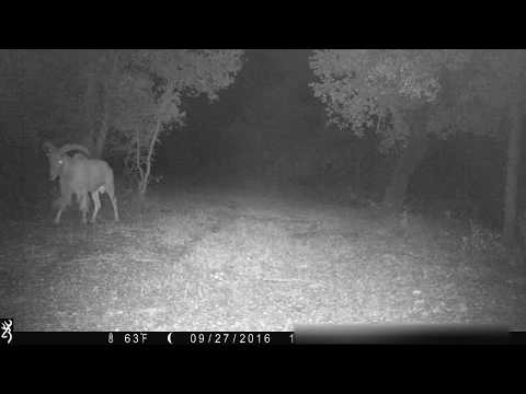 Barbary Sheep / Aoudad