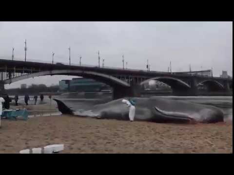 Amazing  Wieloryb kaszalot  na brzegu Wisły Warszawy