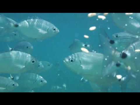 Fish in Spain Cala Captain