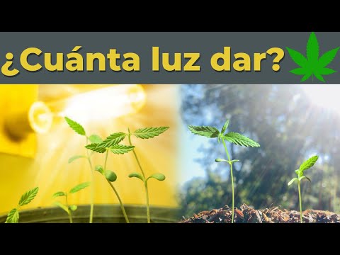 , title : '¿Cuántas horas de LUZ o SOL DIARIO debe recibir una planta de marihuana?'