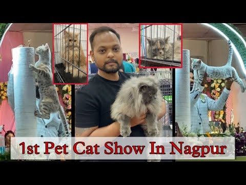 1st CAT SHOW at Nagpur 2022 | All Breeds Cats | Cat Show In India 2022