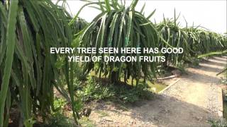 preview picture of video '#1 Dragon Fruit Plantation-Long An Province, VIETNAM (Mr Trung)'