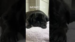 #ぱぐ #puppy  #pug  #可愛い #cute