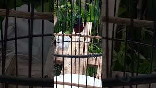 Download lagu kolibri ninja isian pelatuk ,love bird.... mp3