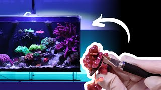 Saving Corals From Suffocation & Rescaping Nano Reef Tank (No Skimmer) | Blue Reef Tank