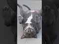 Big Mama Living Her Fucking Life Fyp Dog