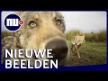 Spelende wolvenwelpen in Belgisch-Limburg | NU.nl