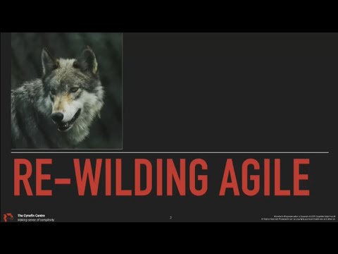 DAVE SNOWDEN: REWILDING AGILE