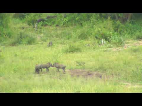 Djuma: Warthog family with young ones playing - 02/16/19