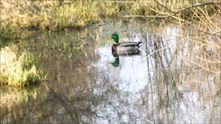 LILLIE feat  COOKIE   Soulfly Defeat U