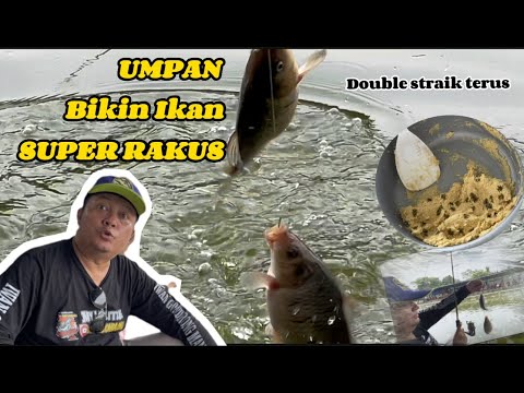 CARA DAN TIPS SETING UMPAN ||  BIAR IKAN MAS MAKIN  RAKUS‼️ DOUBLE STRAIK || mancing turun ikan 1kg